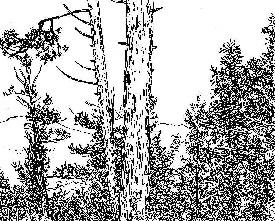 GRRRR.net pictures only