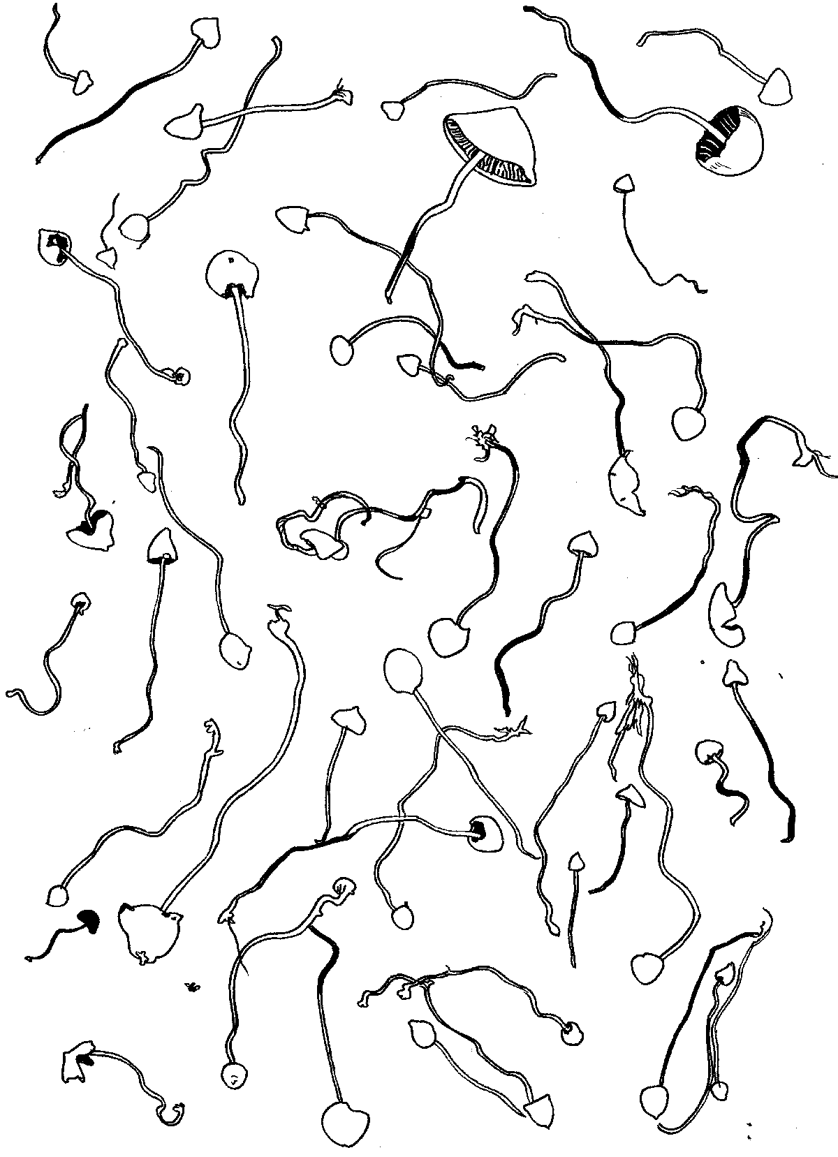 GRRRR.net pictures only